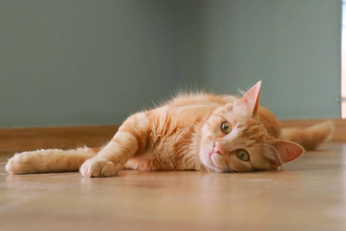 chat-marche-chat-qui-dort