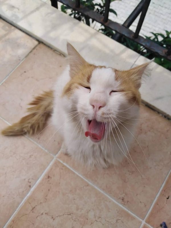 chat-qui-baille-drole