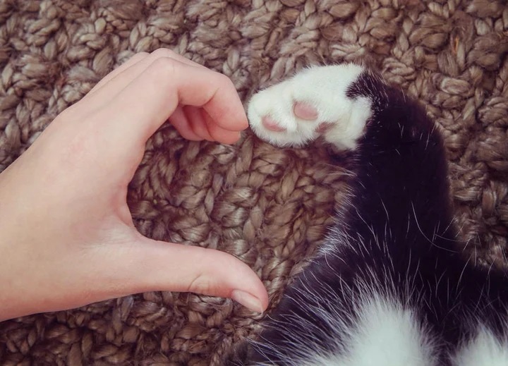 notre-mission-adier-les-chats-chat-marche