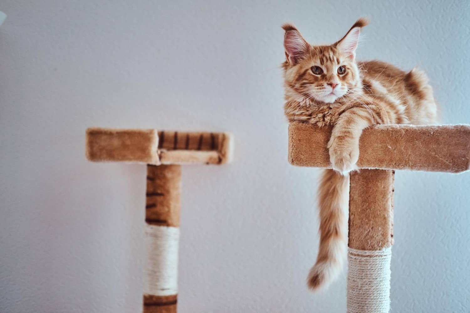 adorable-chaton-maine-coon-au-gingembre-se-detend-equipement-special-du-chat