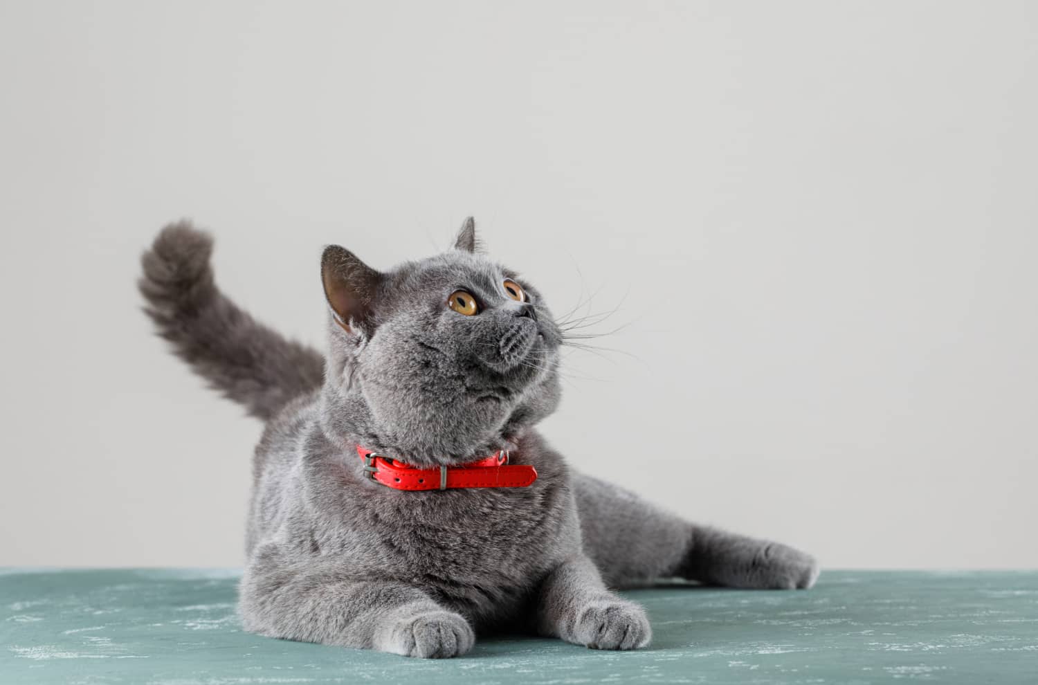 chat-gris-couche-levant