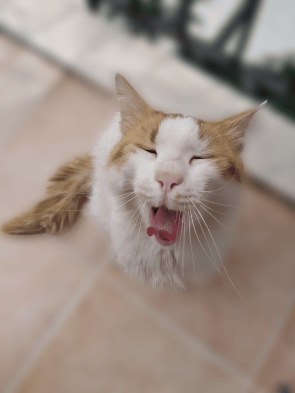 noisette
