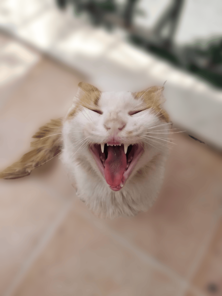 chat-qui-baille-et-qui-miol