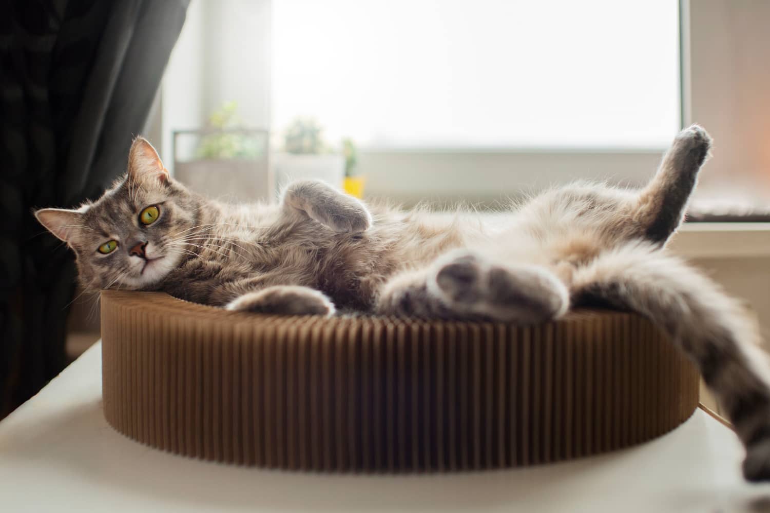 gros-plan-beau-chat