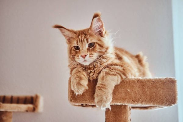 mignon-chaton-ging-1.jpg