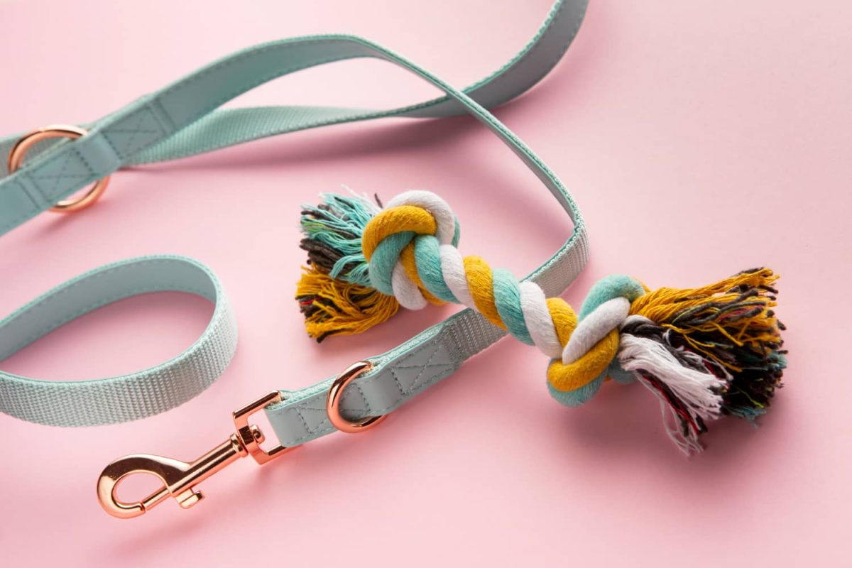 vue-dessus-accessoires-pour-animaux-compagnie-1