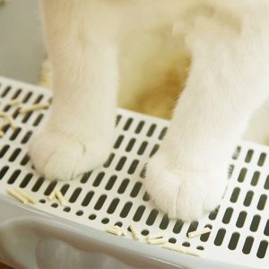 bac-litiere-pour-chaton-et-jeune-chat